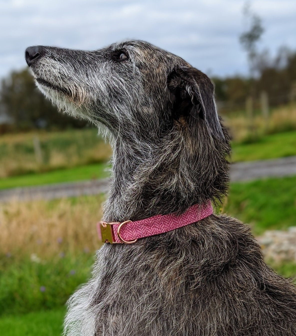 Pink Herringbone Tweed Dog Collar - Rose Gold Metal Buckle - Handmade - British Tweed